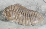 Flexicalymene Trilobite - Ohio #61043-3